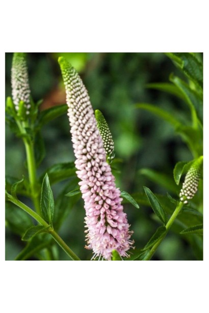 Veronica spicata `First Choice`
